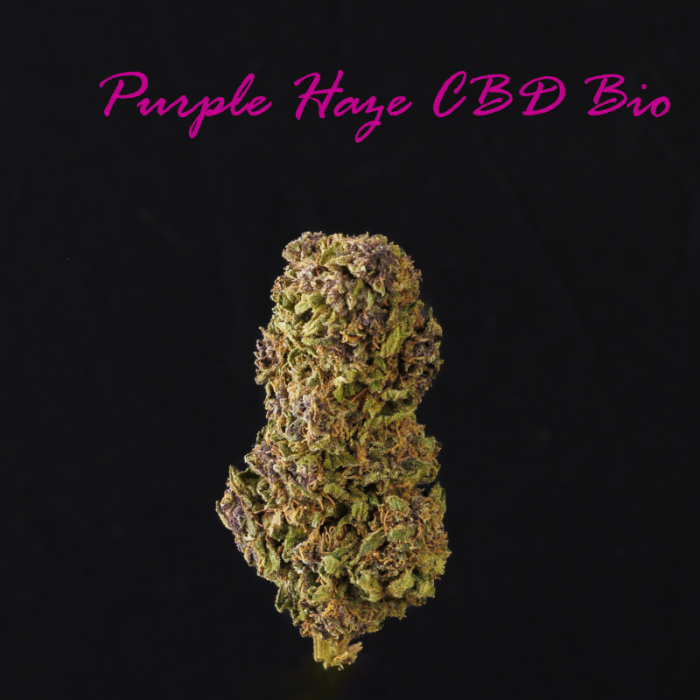 Purple Haze CBD Bio Premium fleur studio Amsterdam Sensation