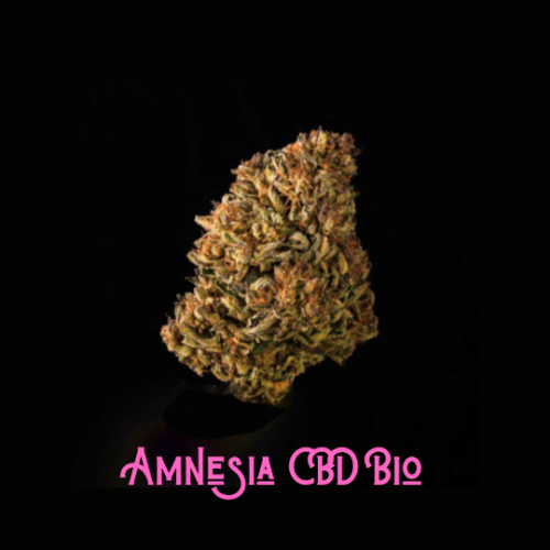 Amnesia CBD Bio studio