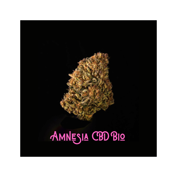 Amnesia CBD Bio studio