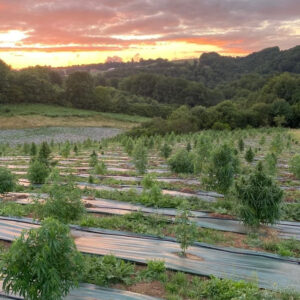 Fleurs de CBD BIO
