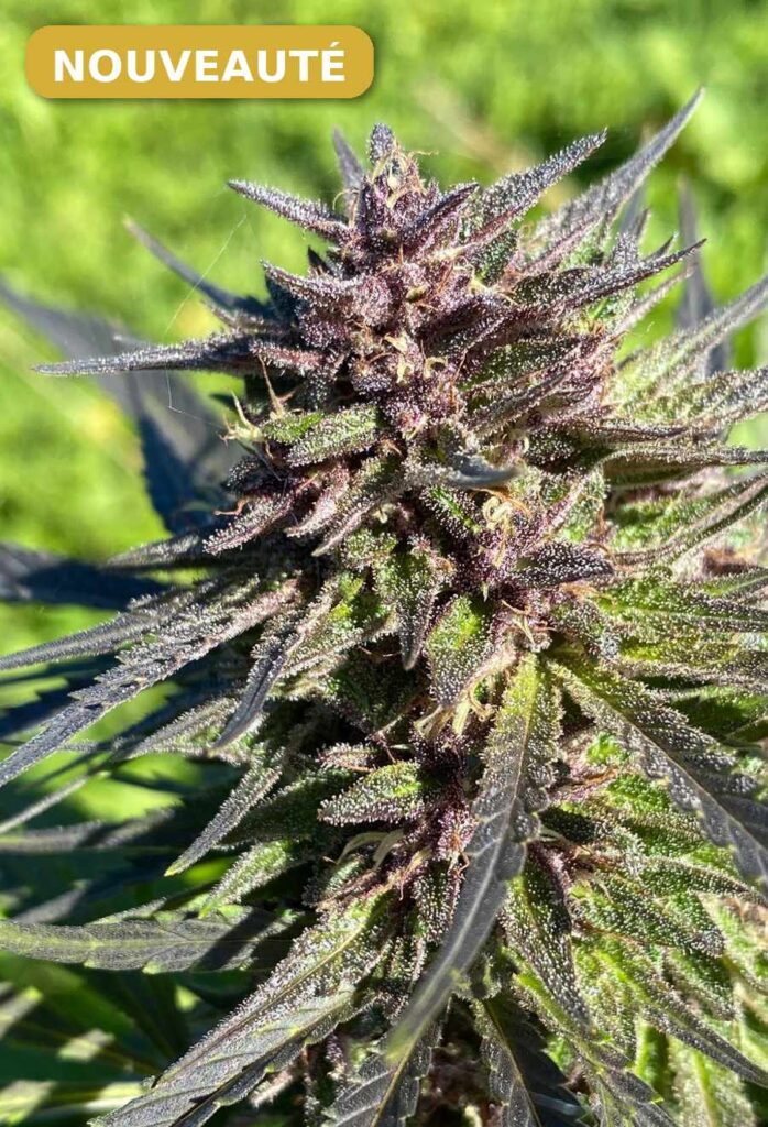 fleur de CBD Bio haze premium "nouveauté"
