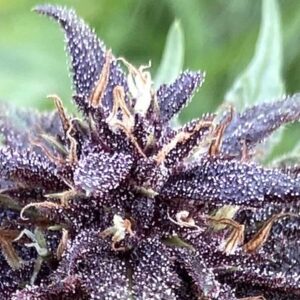 fleur de purple haze cbd bio badge nouveau