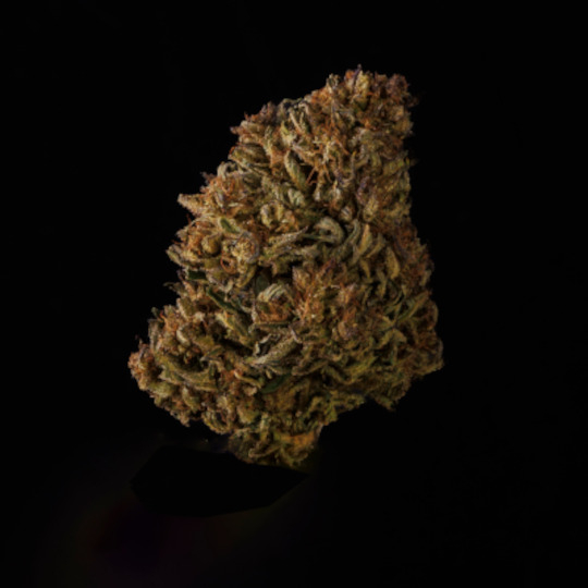 Amnesia CBD Bio premium fleur studio