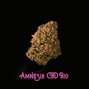 Amnesia CBD Bio studio