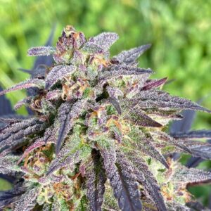 fleur amnesia cbd bio badge nouveau