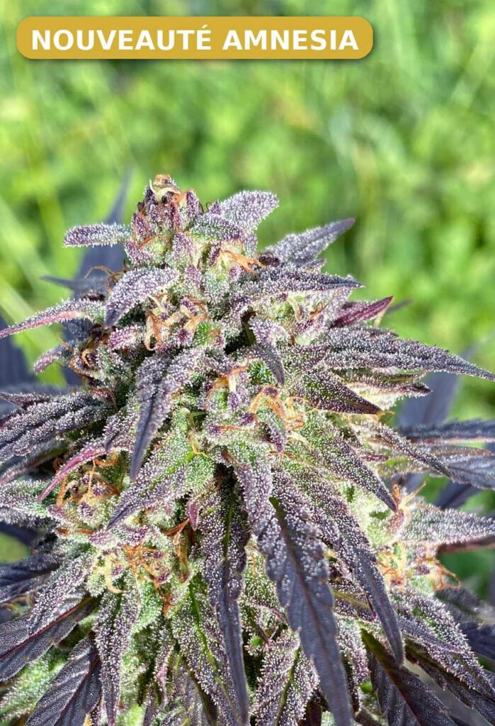 fleur amnesia cbd bio badge nouveau