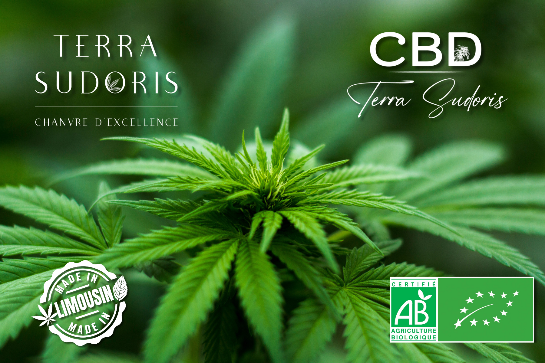 Fleur de chanvre cbd bio logo terra sudoris et cbd logo bio et made in limousin