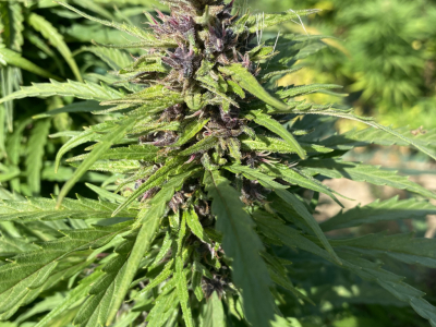 Cannabinoïdes et terpènes