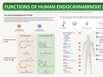 Système endocannabinoïde