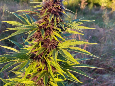 Producteur de CBD VS Distributeur : pourquoi acheter en direct change tout